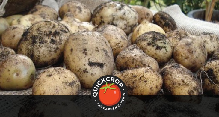 How to Grow Potatoes - a Quickcrop Guide