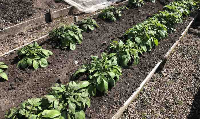 Maincrop potatoes after earthing up