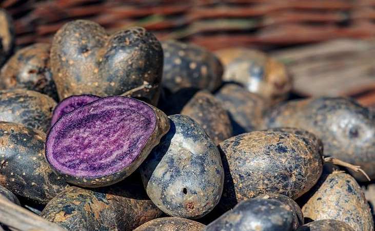 Purple rain potatoes, with inner flesh on display