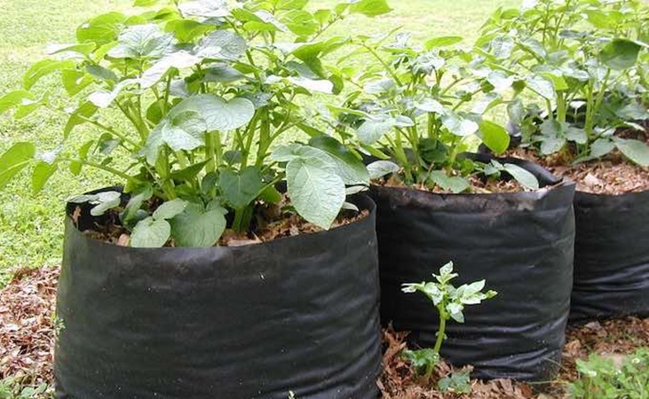Potatoes growing in bags Potatoes growing in bags