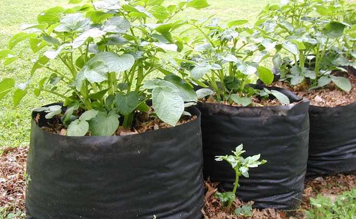potatoes growing in three large bags