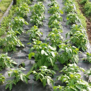 Growing potatoes in a weed control fabric