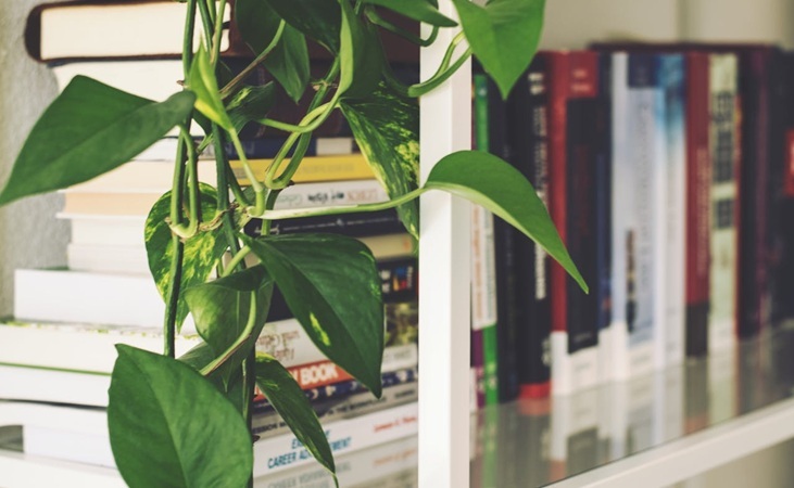 Cascading leaves hanging over a bookshelf