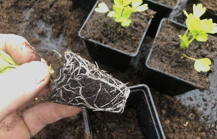 Potting obn celery to a larger pot