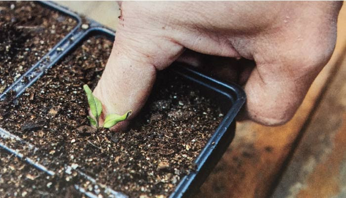 Potting on Tomatoes