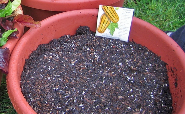Container filled with potting mix Container filled with potting mix