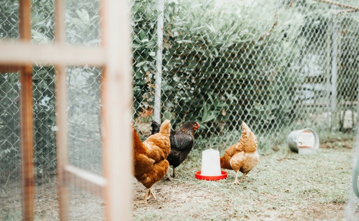 Poultry feeding time