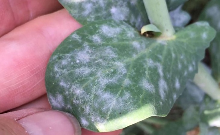 Powdery mildew on pea leaves