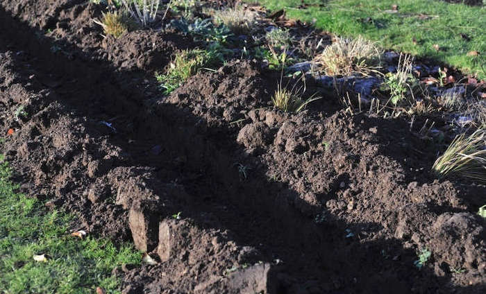 Preparing soil for bare root hedge planting