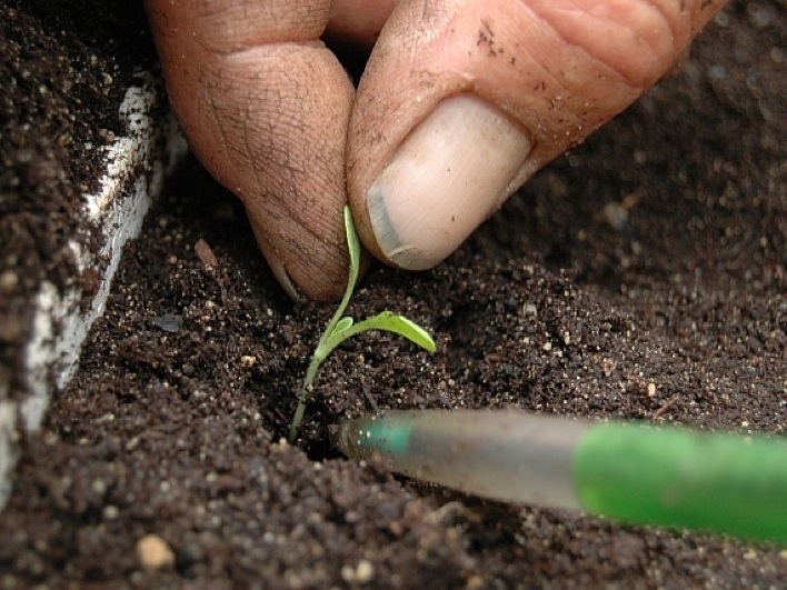 Pricing out a celery seedling