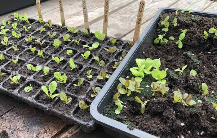 Pricking out seedlings