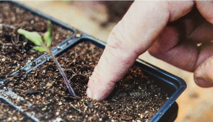 Pricking out tomatoes