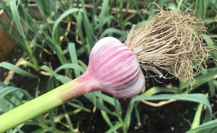 a Primor garlic bulb