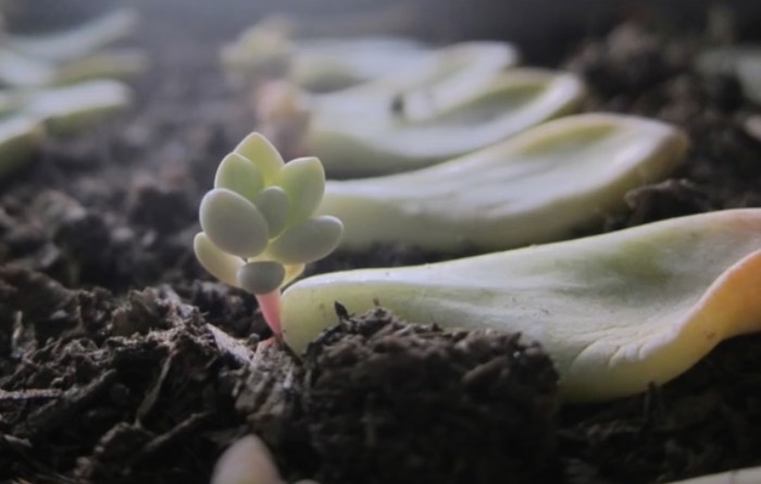 Propagate succulent leaf cutting