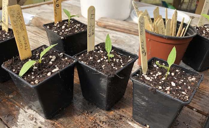 pepper propagating in the polytunnel