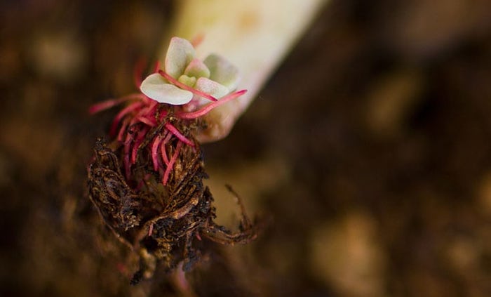 Propagating succulent plants