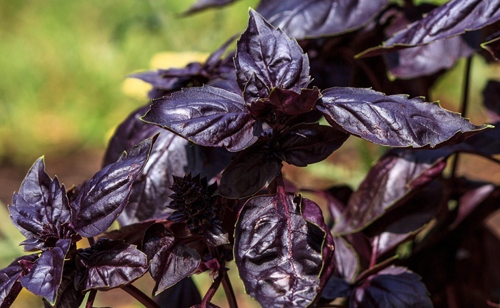 purple basil purple basil