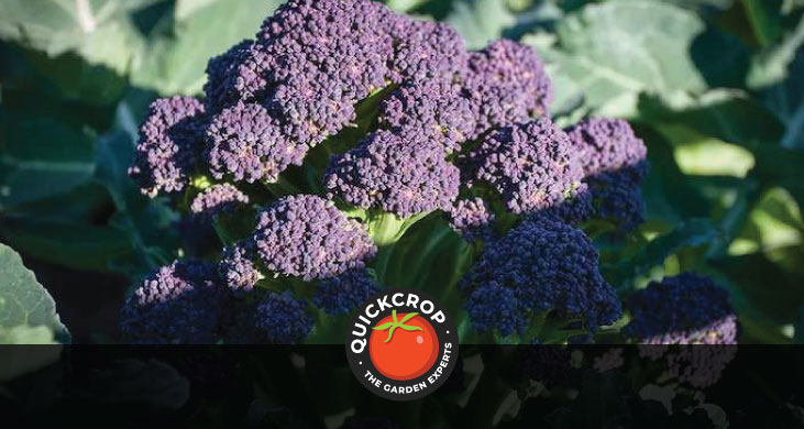 purple broccoli plant