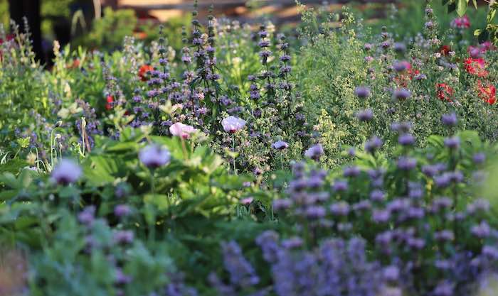 Purple Perennial Flowers