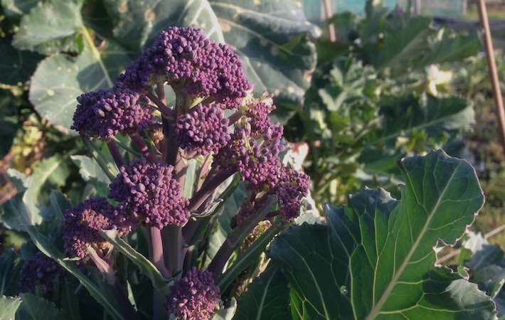Purple sprouting broccoli head