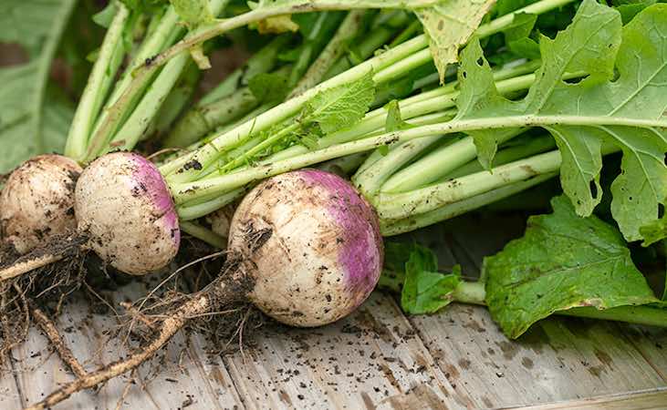 Milan purple top turnips