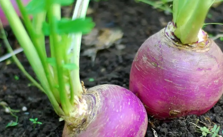 milan purple top turnips milan purple top turnips