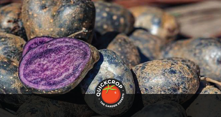 Purple rain potatoes - header image