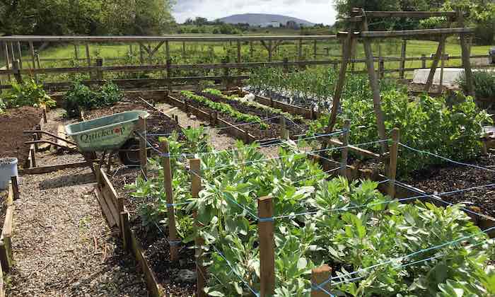 Broad bean plants in June quickcrop garden