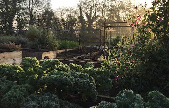 Quickcrop Vegetable Garden in the morning light