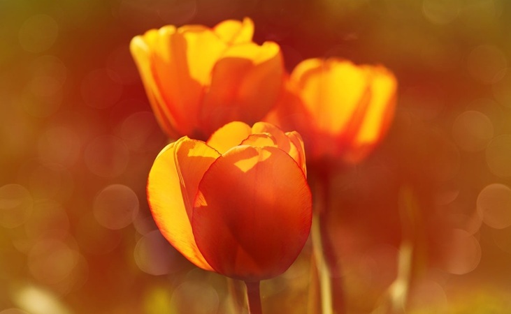 Darwin hybrid tulips