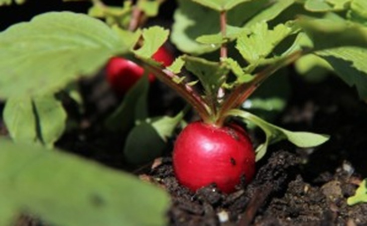 radish cherry belle 