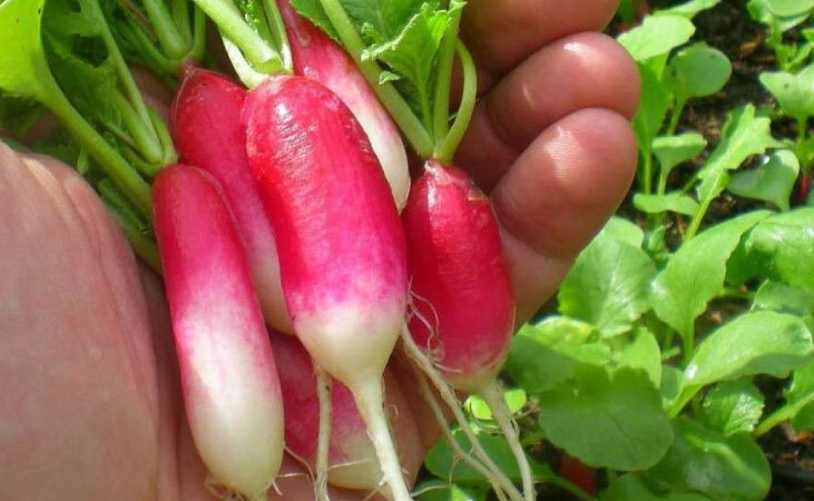 Radish 'french breakfast'