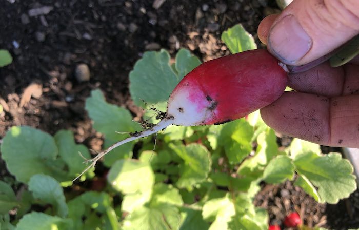 French breakfast radish is easy to grow in the school garden