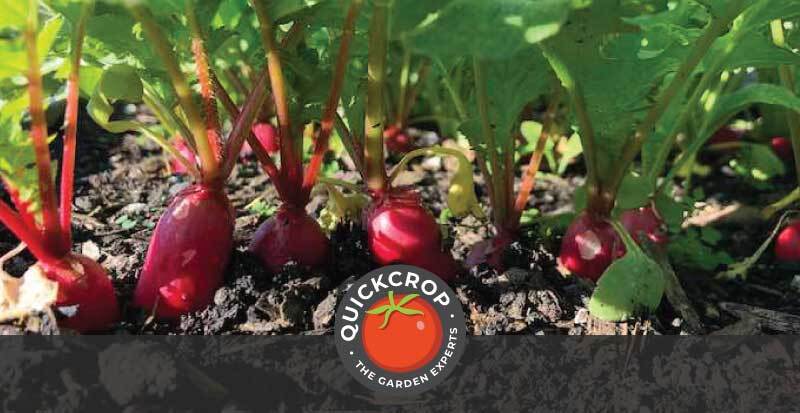 Radish - header image