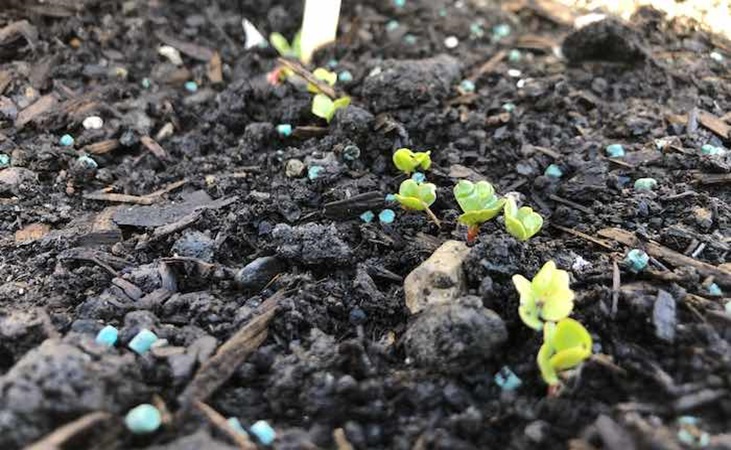Radish seedlings with slug pellets placed around