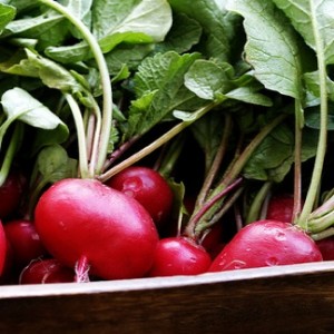 Radish short top forcing