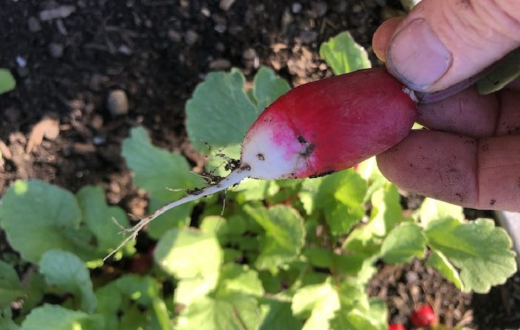 French radish