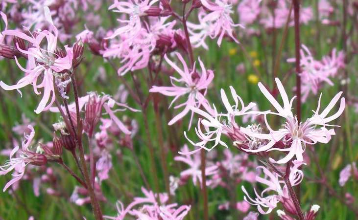 ragged robin wildflower