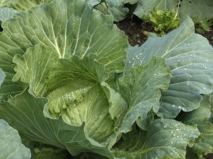 Rain droplets on cabbage leaves