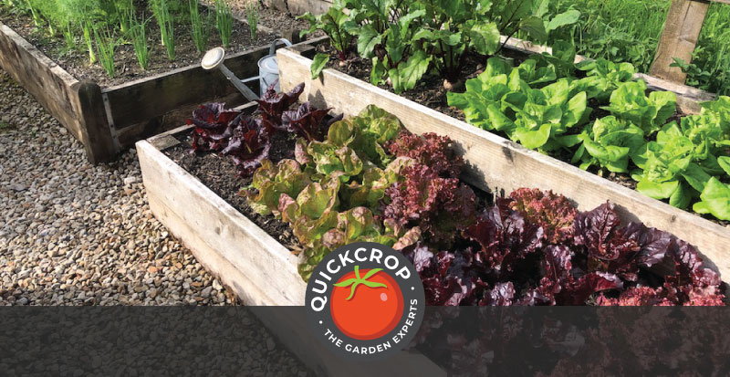 Lettuce crops growing in raised beds - header image