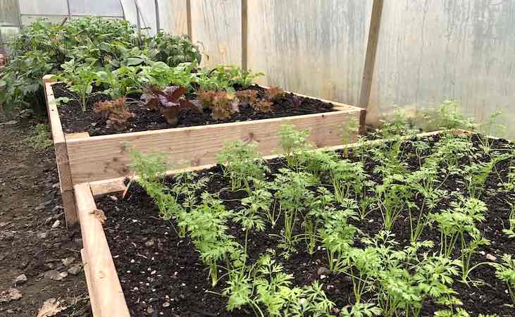 raised beds in the polytunnel