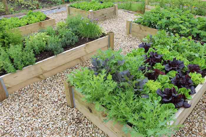 Salads in raised beds