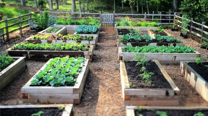 a raised vegetable garden