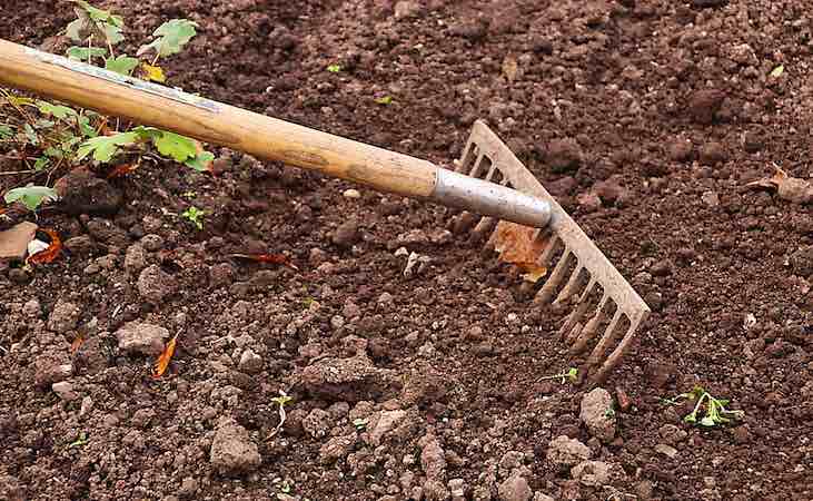 raking green manure seeds into the soil