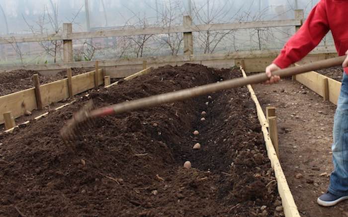 tending soil in a raised bed