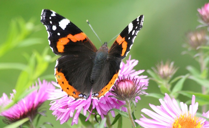 red admiral butterfly