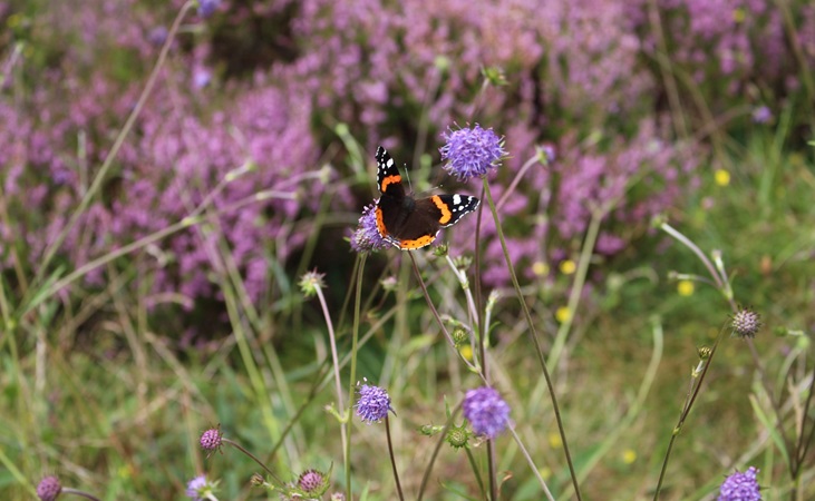 red admiral and devils bit scabious
