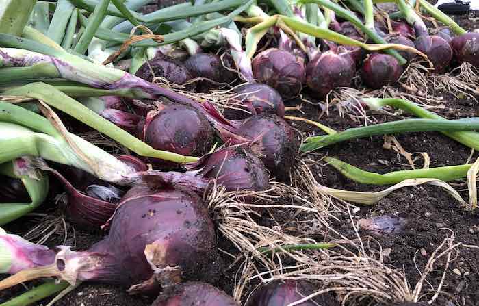 harvested Red onions 