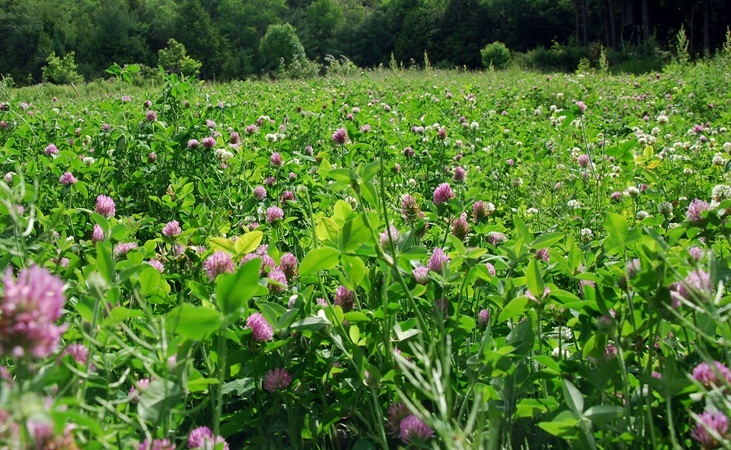 Red Clover growing in a meadow