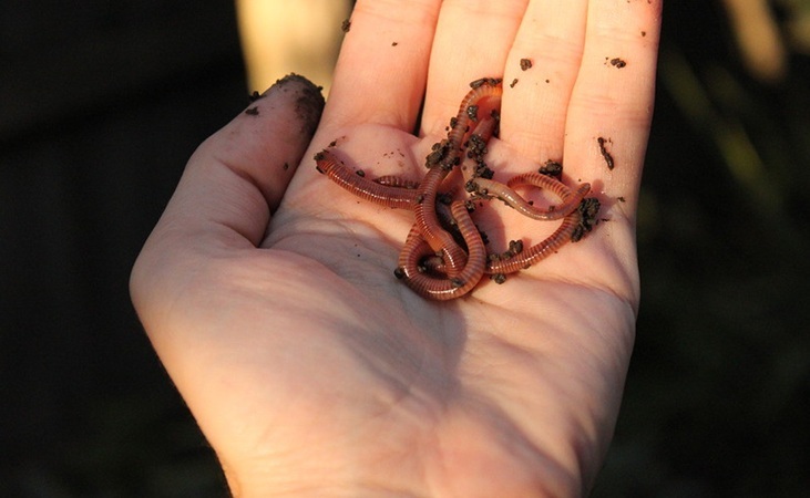 Red wriggler worms, photo by Timothy Musson, Flickr Red wriggler worms, photo by Timothy Musson, Flickr
